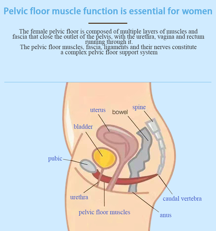 Professional Postpartum Muscle Trainer/Pelvic Floor Trainer(图1)